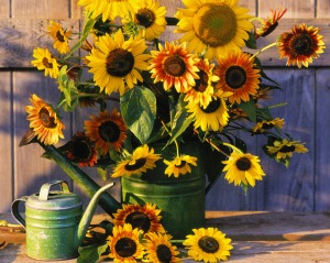 Joyous Sunflowers!